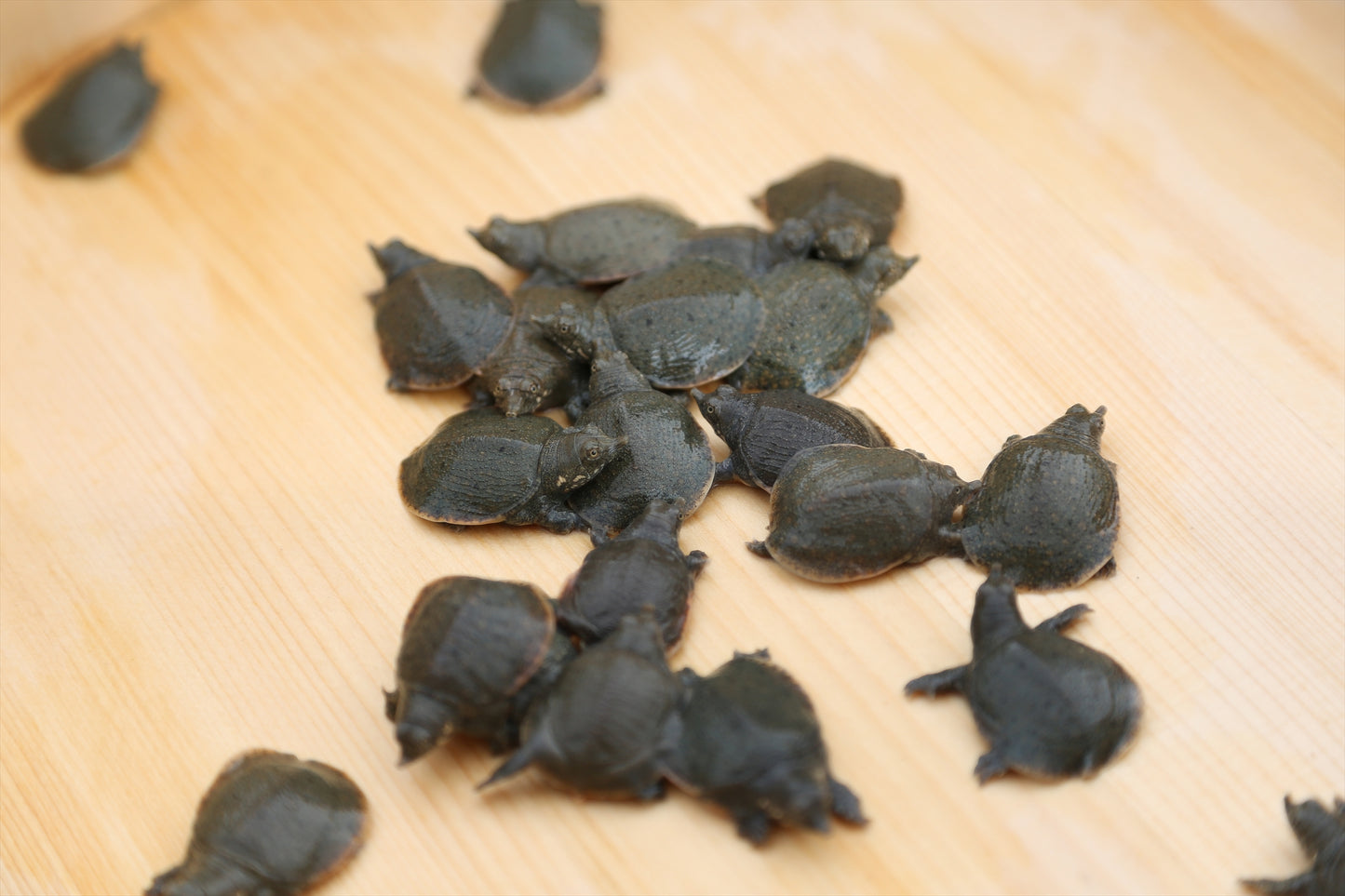Soft-shelled turtle juvenile