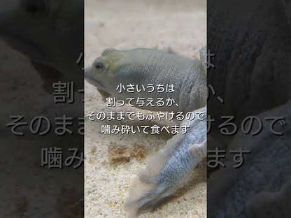 琉球すっぽんのエサ